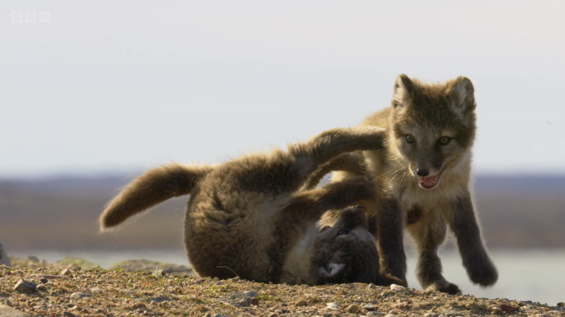 Arctic fox (Vulpes lagopus lagopus) as shown in A Perfect Planet - The Sun